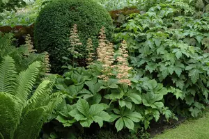 rodgersia aesculifolia P9 - afbeelding 2