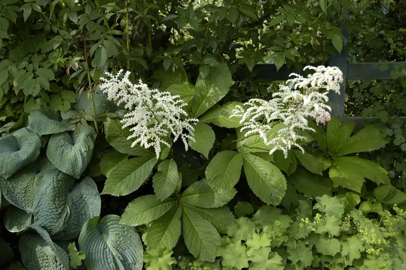 rodgersia aesculifolia P9 - afbeelding 3