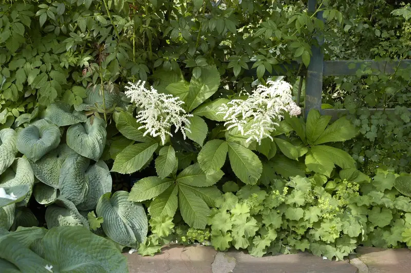 rodgersia aesculifolia P9 - afbeelding 4