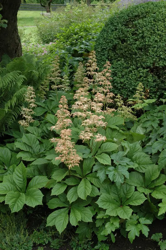 rodgersia aesculifolia P11 - afbeelding 1