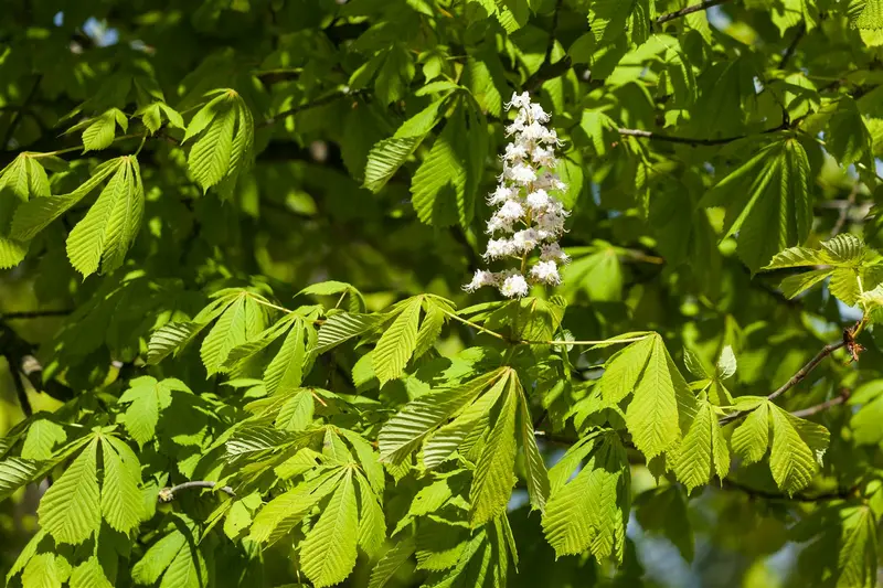 aesculus hipp. 'baumannii' 8/10