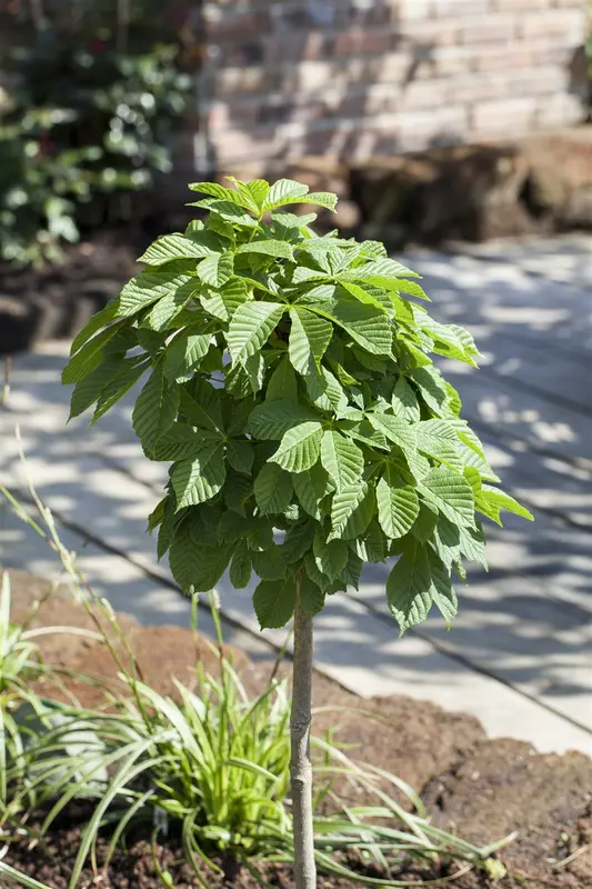 aesculus hippocastanum 10/12 - afbeelding 5