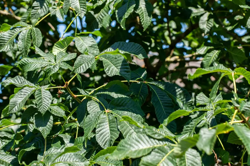 aesculus x carnea 'briotii' 10/12 - afbeelding 1