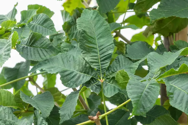 aesculus x carnea 'briotii' 10/12 - afbeelding 3