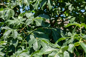 aesculus x carnea 'briotii' 8/10 - afbeelding 1