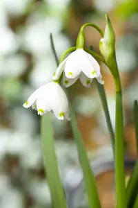 leucojum aestivum P11 - afbeelding 3