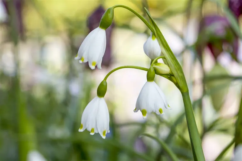 leucojum aestivum P11 - afbeelding 2