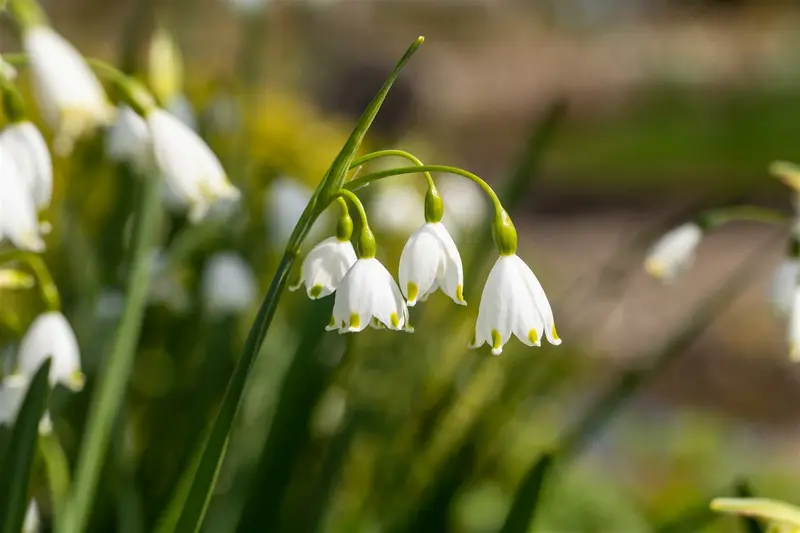 leucojum aestivum P11 - afbeelding 5