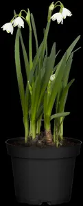 leucojum aestivum P11 - afbeelding 4