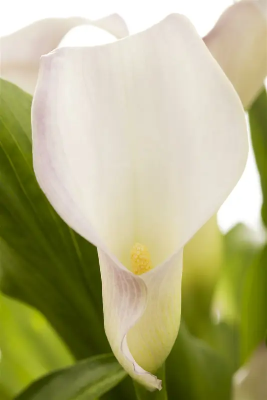 zantedeschia aethiopica P9 - afbeelding 2