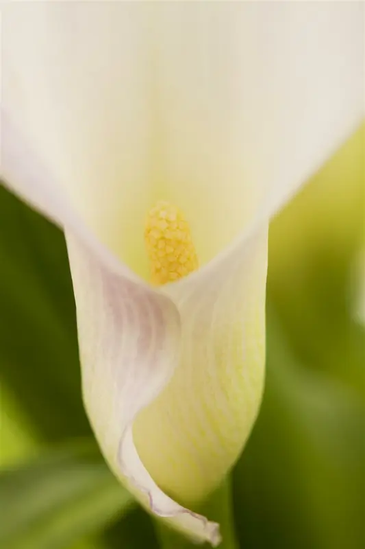 zantedeschia aethiopica P9 - afbeelding 3