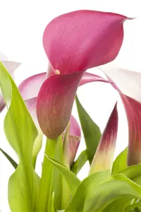 zantedeschia aethiopica P9 - afbeelding 5