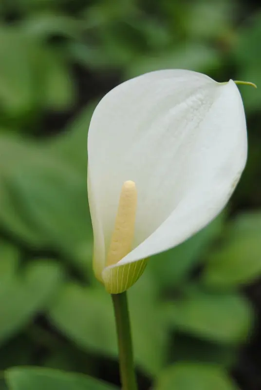 zantedeschia aethiopica P9 - afbeelding 4