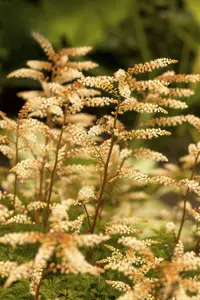 aruncus aethusifolius P11