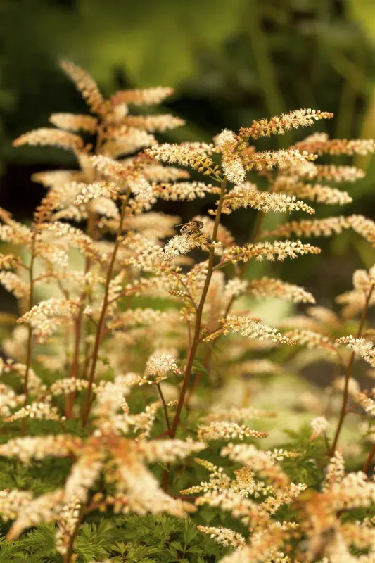 aruncus aethusifolius P9