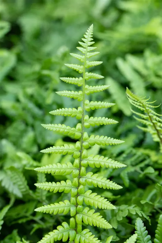 dryopteris affinis P11 - afbeelding 3