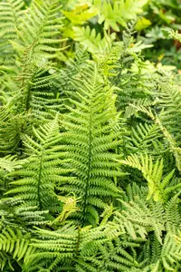 dryopteris affinis P11 - afbeelding 5