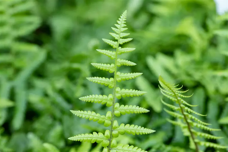 dryopteris affinis P11 - afbeelding 4