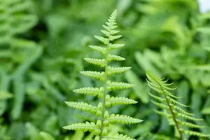 dryopteris affinis P11 - afbeelding 4