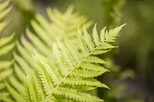 dryopteris affinis P9 - afbeelding 1