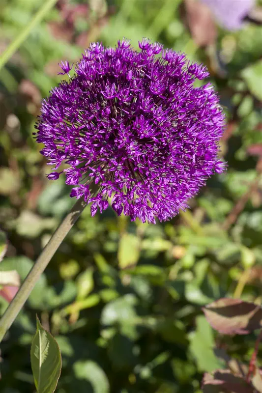 Allium aflatunense P9 - afbeelding 4