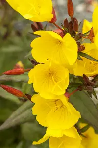 oenothera 'african sun' P11