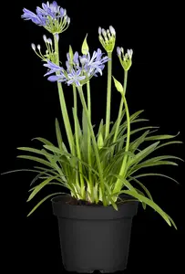 agapanthus africanus P11 - afbeelding 5