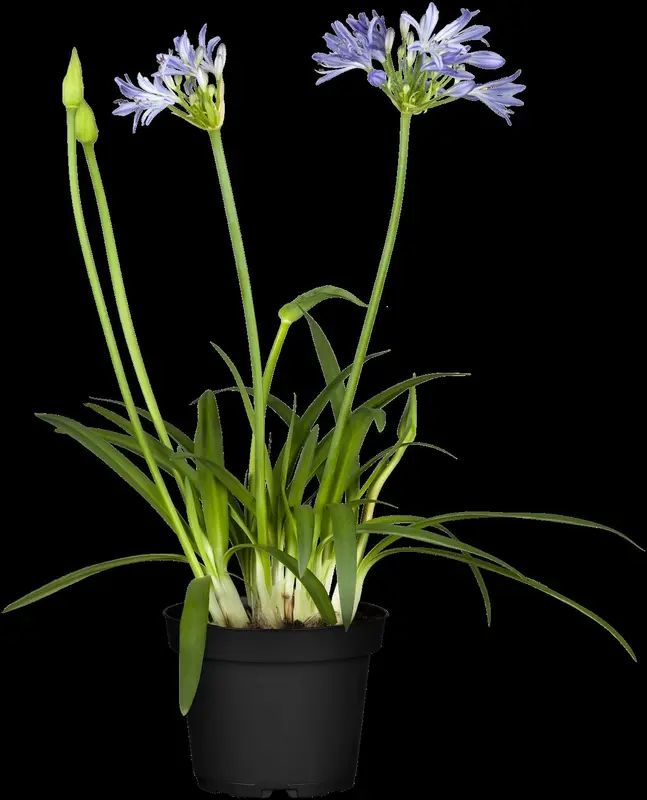 agapanthus africanus P11 - afbeelding 4