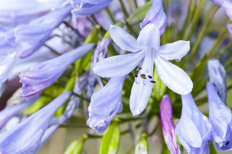 agapanthus africanus P11 - afbeelding 1