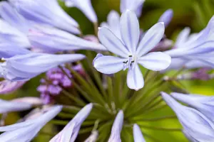 agapanthus africanus P9 - afbeelding 2