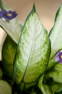 aglaonema p12 12cm - afbeelding 2