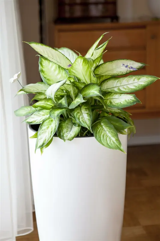 aglaonema p12 12cm - afbeelding 3