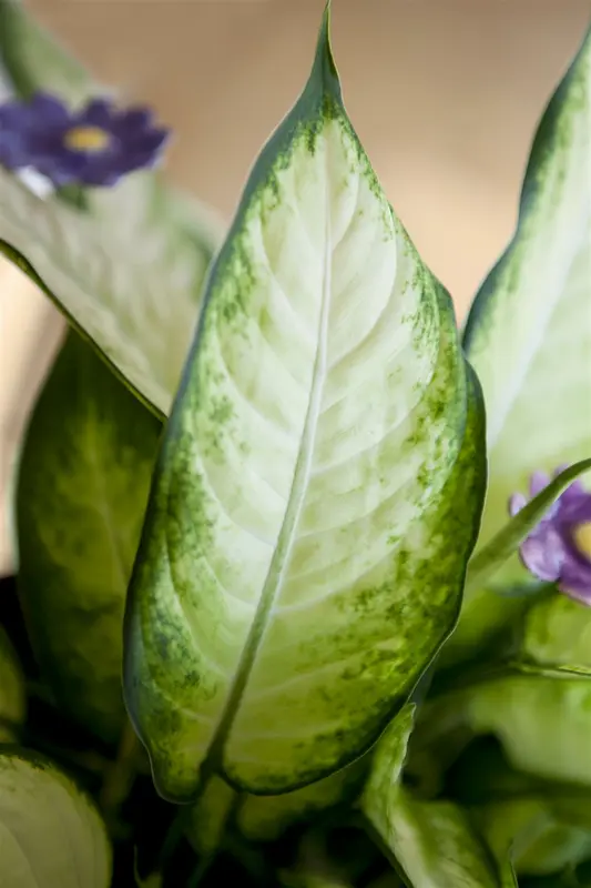 aglaonema p17 h50 - afbeelding 2