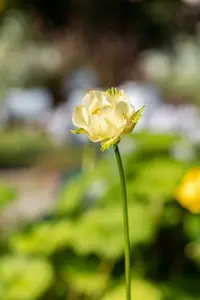 trollius hybr. 'alabaster' P9 - afbeelding 2