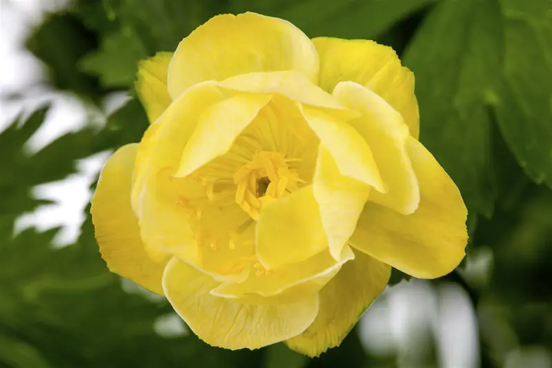 trollius hybr. 'alabaster' P9 - afbeelding 1