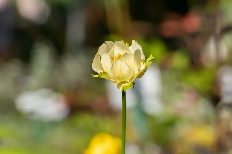 trollius hybr. 'alabaster' P9 - afbeelding 3