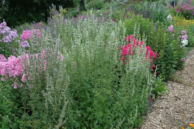 agastache rugosa 'alabaster' P11