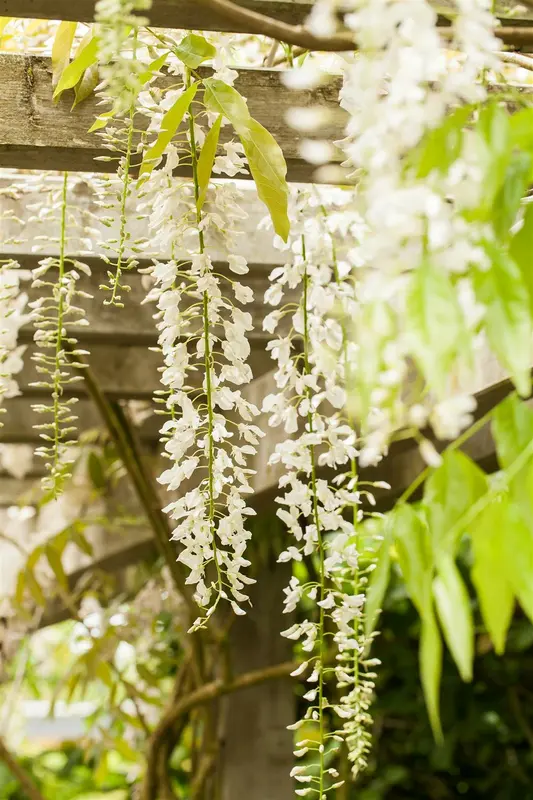 wisteria sin. 'alba' (120-140 cm) - afbeelding 2