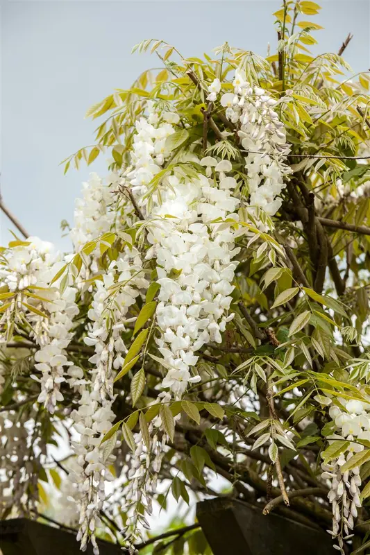 wisteria sin. 'alba' (120-140 cm) - afbeelding 3