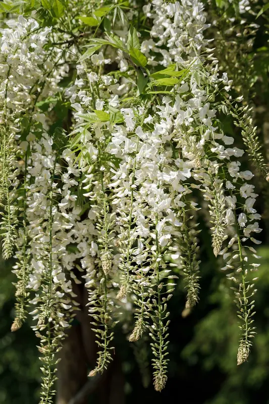 wisteria sin. 'alba' (120-140 cm) - afbeelding 4