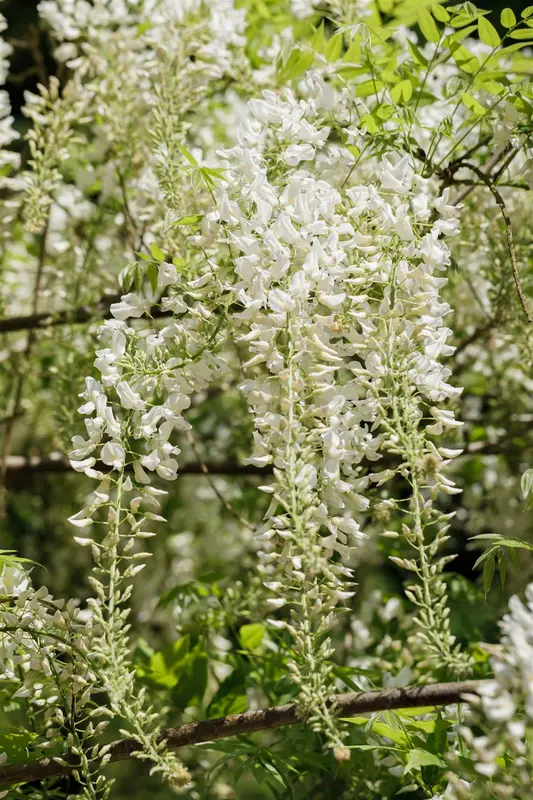 wisteria sin. 'alba' (120-140 cm) - afbeelding 5