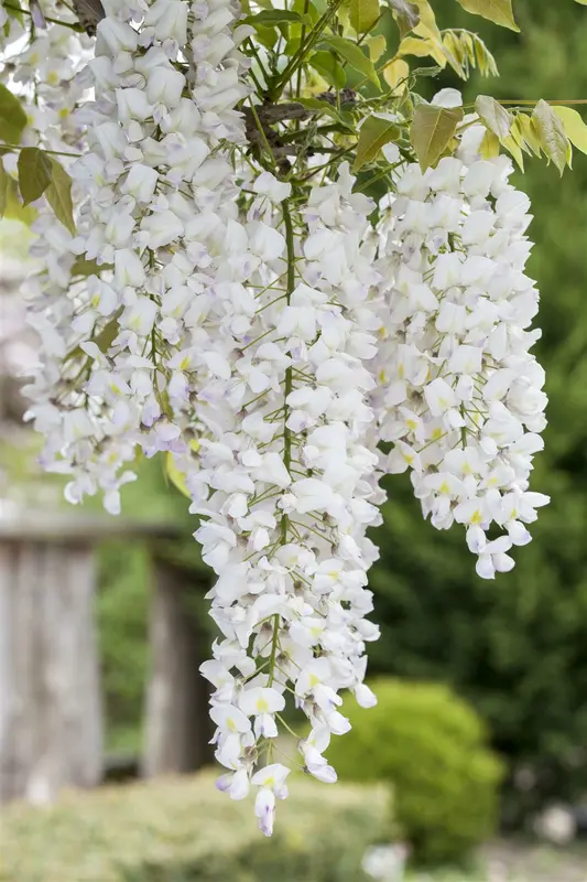 wisteria sin. 'alba' (80-100 cm) - afbeelding 1