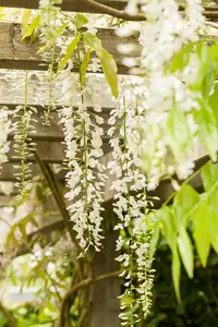 wisteria sin. 'alba' (80-100 cm) - afbeelding 2