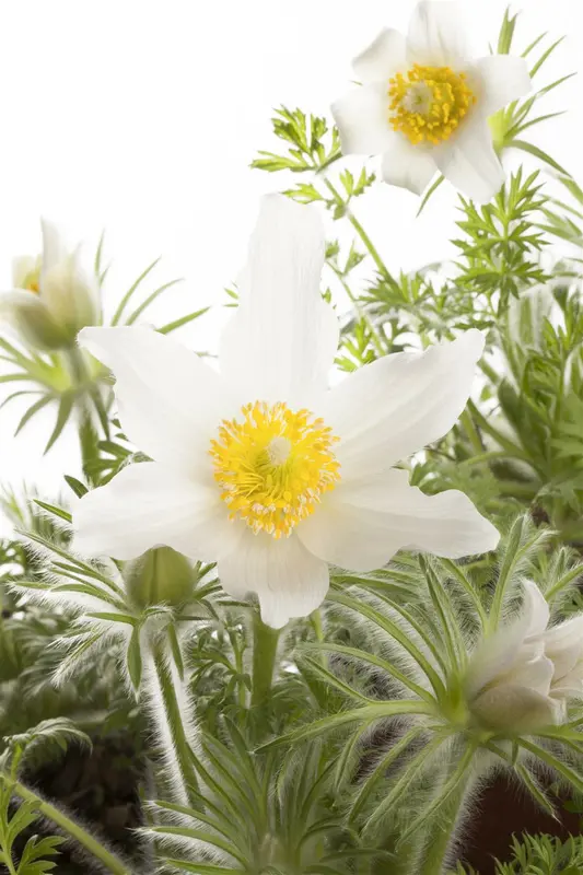 pulsatilla vulg. 'alba' P11 - afbeelding 1