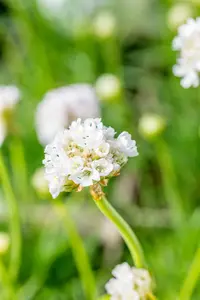 armeria mar. 'alba' P11 - afbeelding 5