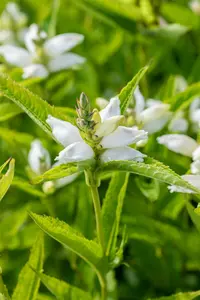 chelone obliqua 'alba' P11 - afbeelding 2