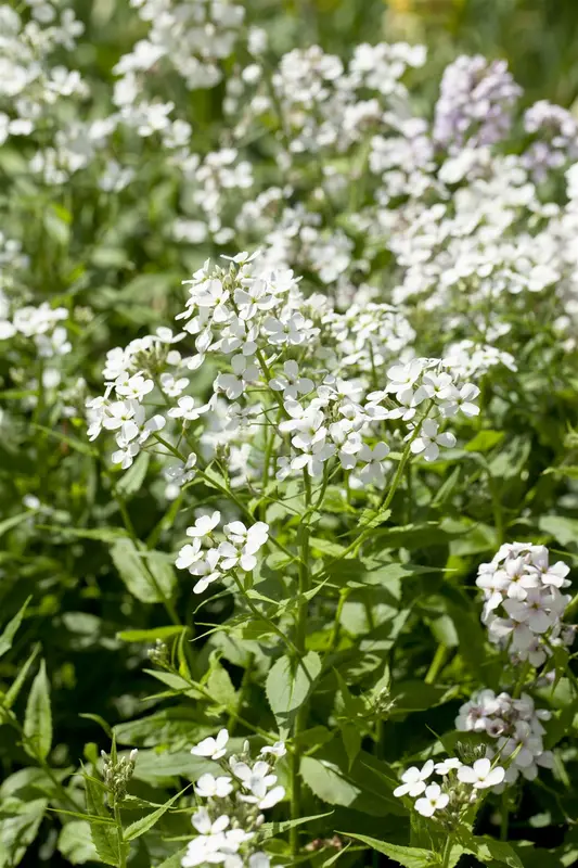 hesperis matronalis 'alba' P11