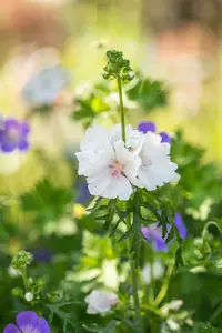 malva moschata 'alba' P11 - afbeelding 1