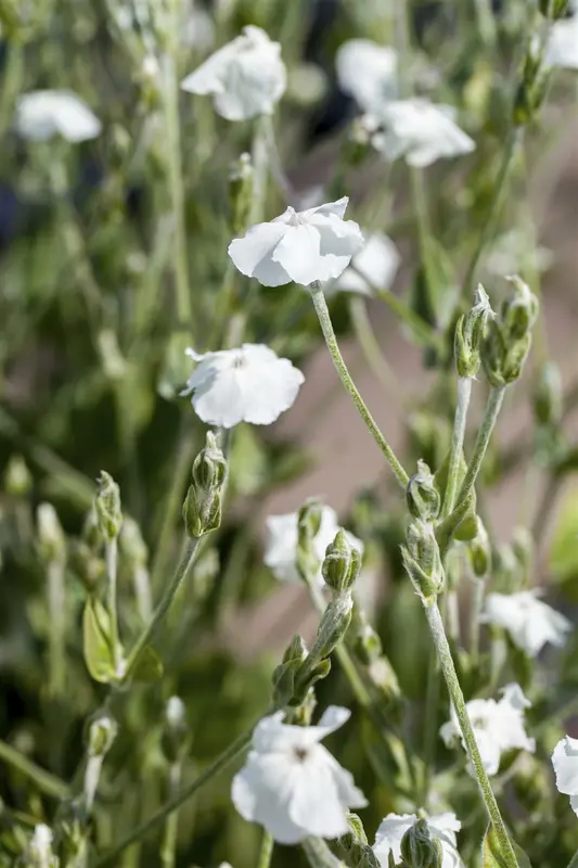 lychnis coronaria 'alba' P11 - afbeelding 1