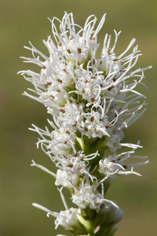 liatris spicata 'alba' P11 - afbeelding 1